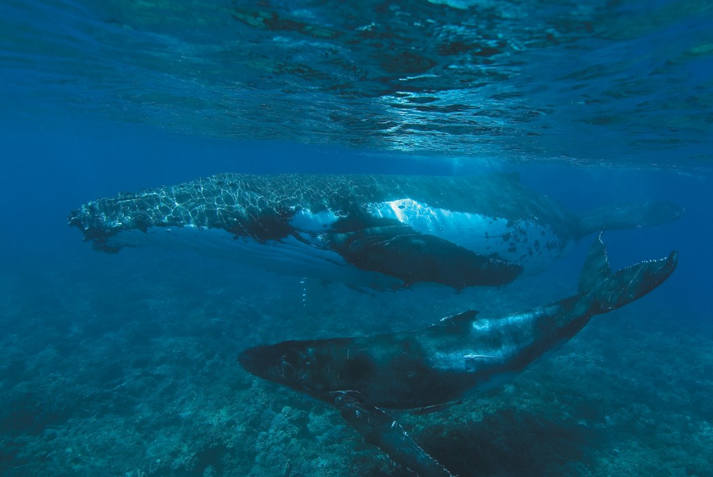 Cover image whales
