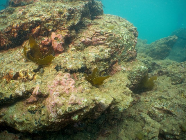 Green gravel ecklonia two months after deployment